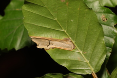 Phyllonorycter maestingella