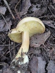 Tricholoma equestre