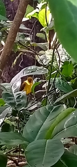 Iole indica