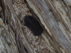 Holoverticata