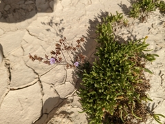 Limonium virgatum