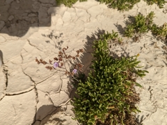 Limonium virgatum