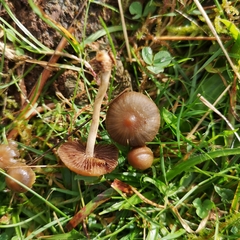 Psilocybe fimetaria