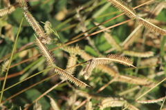 Dactyloctenium aegyptium