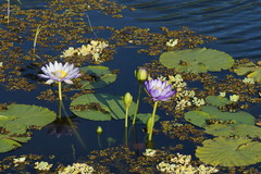 Nymphaea gigantea