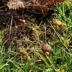 Psilocybe fimetaria