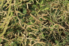 Dactyloctenium aegyptium