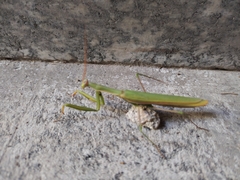 Mantis religiosa