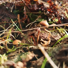 Psilocybe fimetaria