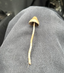Psilocybe semilanceata