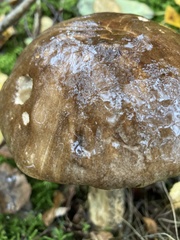 Leccinum variicolor