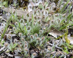 Plantago bellardii
