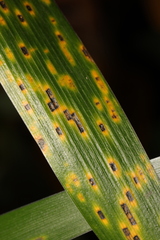 Puccinia iridis