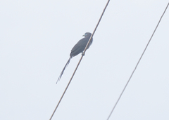 Phaenicophaeus viridirostris