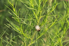 Leptinotarsa lineolata