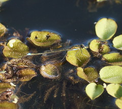 Austrocnemis splendida