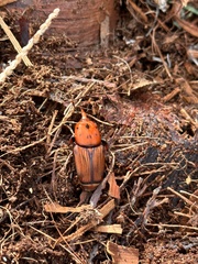 Rhynchophorus ferrugineus