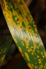 Puccinia iridis