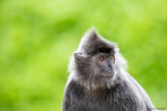 Trachypithecus cristatus