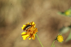 Acmaeodera disjuncta