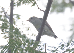 Dicaeum erythrorhynchos