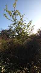 Gleditsia triacanthos