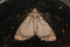 Aplocera efformata