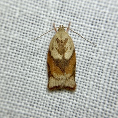Euchaetis crypsichroa