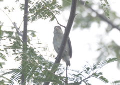 Dicaeum erythrorhynchos