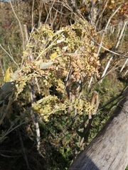 Atriplex sagittata