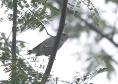 Dicaeum erythrorhynchos