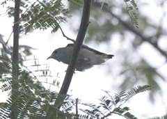 Dicaeum erythrorhynchos