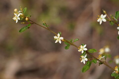 Asterolasia asteriscophora albiflora