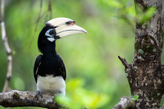 Anthracoceros albirostris