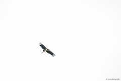 Leptoptilos javanicus