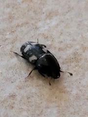 Glischrochilus quadrisignatus