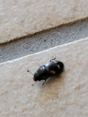 Glischrochilus quadrisignatus