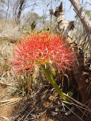 Scadoxus multiflorus