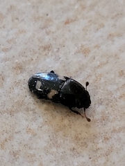 Glischrochilus quadrisignatus