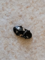 Glischrochilus quadrisignatus