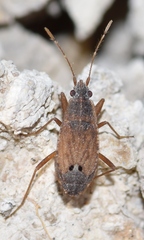Ischnopeza pallipes