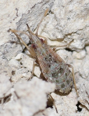 Ischnopeza pallipes