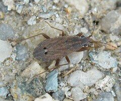 Ischnopeza pallipes