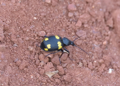 Craspedophorus
