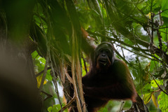 Pongo pygmaeus morio