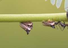Membracidae