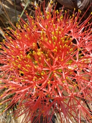 Scadoxus multiflorus