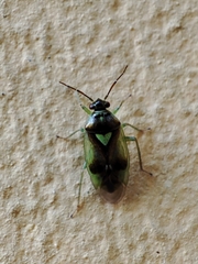 Orthops