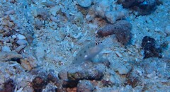 Ctenogobiops feroculus