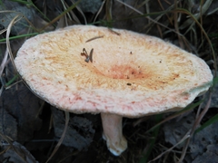 Lactarius mairei